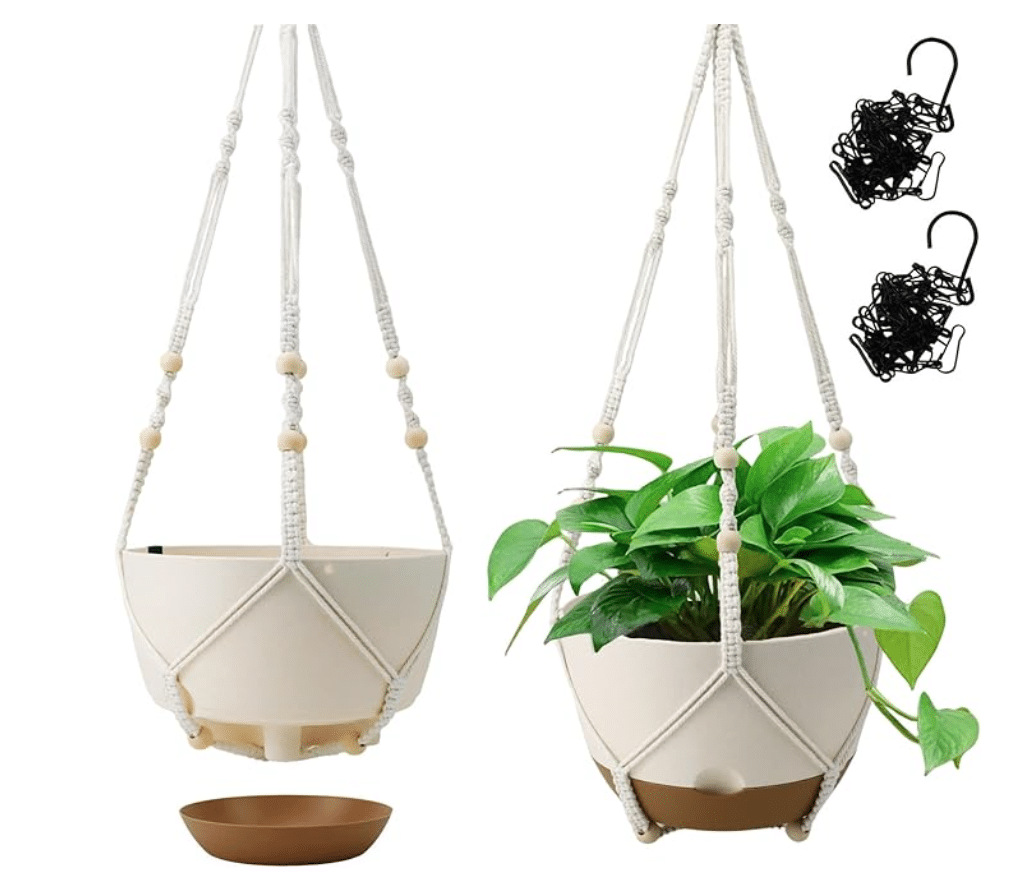 Hanging Spider Plant How To Hang Care Best Pots Houseplants Nook